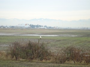 SNOWY 13 2013-01-22 005