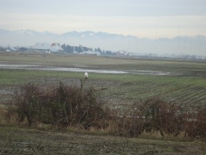 SNOWY 13 2013-01-22 006