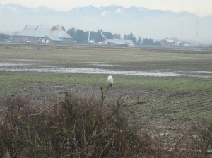 SNOWY 13 2013-01-22 007