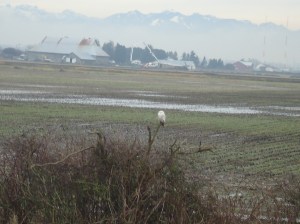 SNOWY 13 2013-01-22 008