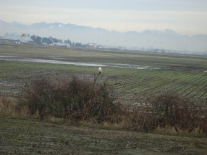 SNOWY 13 2013-01-22 009