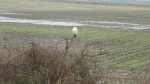 SNOWY 13 2013-01-22 010