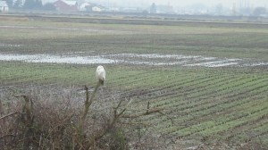 SNOWY 13 2013-01-22 011