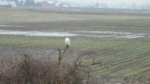 SNOWY 13 2013-01-22 012