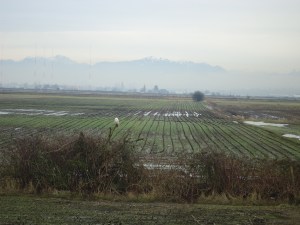 SNOWY 13 2013-01-22 013