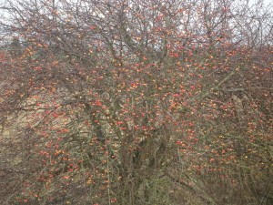 SNOWY 13 2013-01-22 017