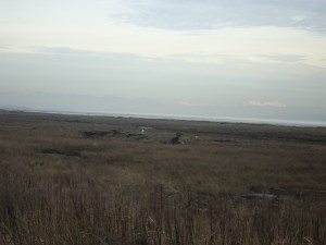 SNOWY 13 2013-01-22 021