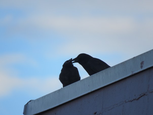 CROWS IN LOVE.